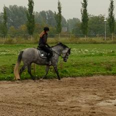 DSP Målund's Mascot (skotti)