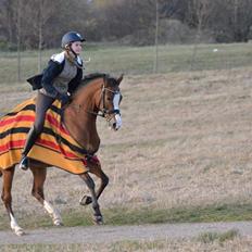 Hollandsk Sportspony Bijsterhof's Beauty