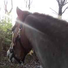 Anden særlig race Min part Pakko(-: