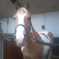 Anden særlig race Timon