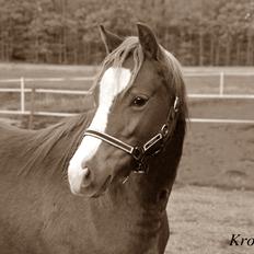Welsh Pony (sec B) Bjerregårds Matiné