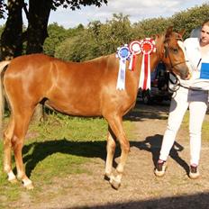 Welsh Pony (sec B) Bjerregårds Matiné
