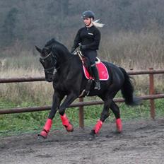 Dansk Varmblod Hefaistos