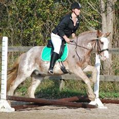 Irish Cob Frilenis Lux