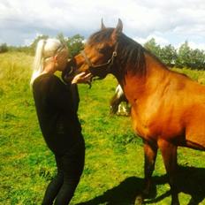 Anden særlig race Mr Champ