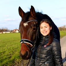 Dansk Varmblod Valløs Barosso