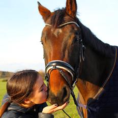 Dansk Varmblod Valløs Barosso