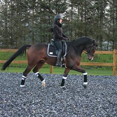 Dansk Varmblod Ørsbjerggårds Bacchus