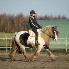 Irish Cob Bakkegårdens Shakira