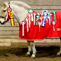 Fjordhest Atlet Bjergby