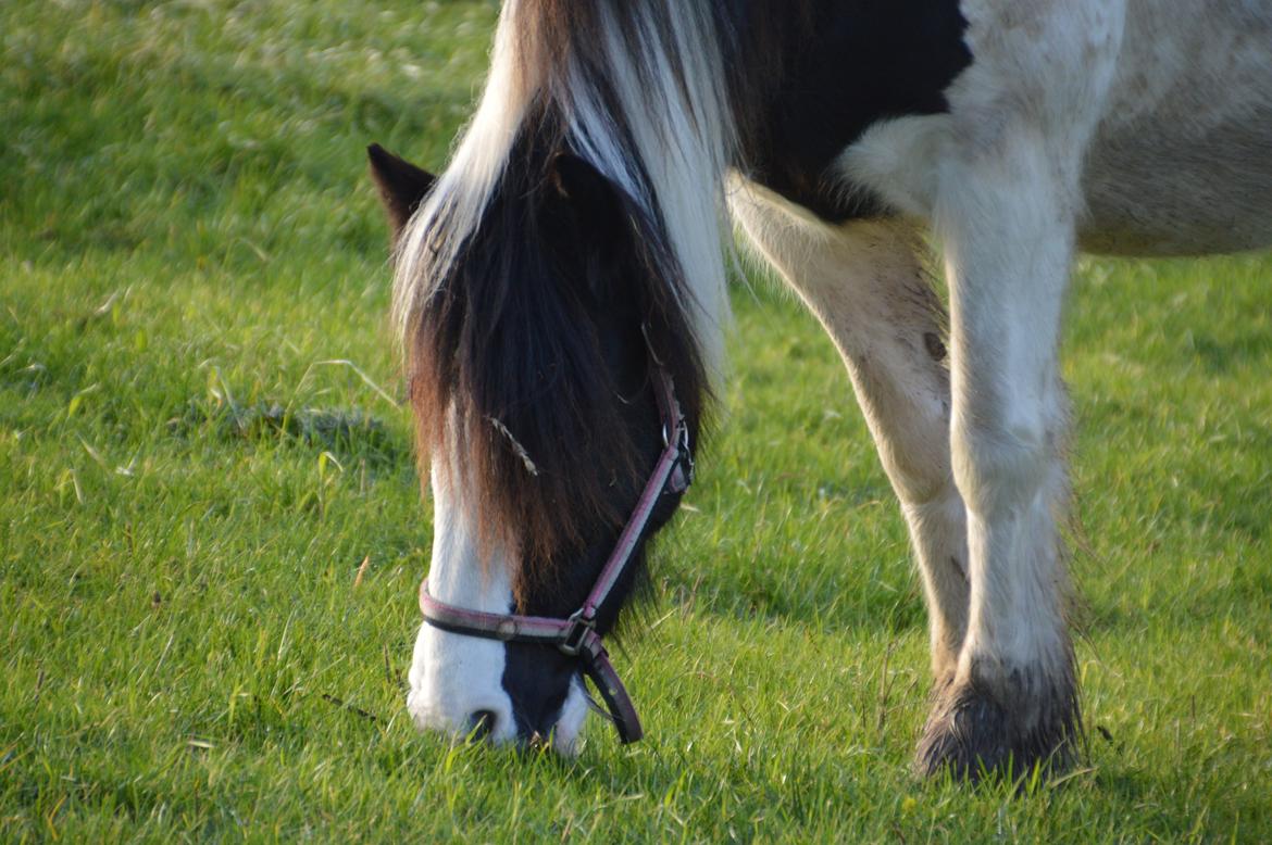Tinker Egely's Nala billede 13