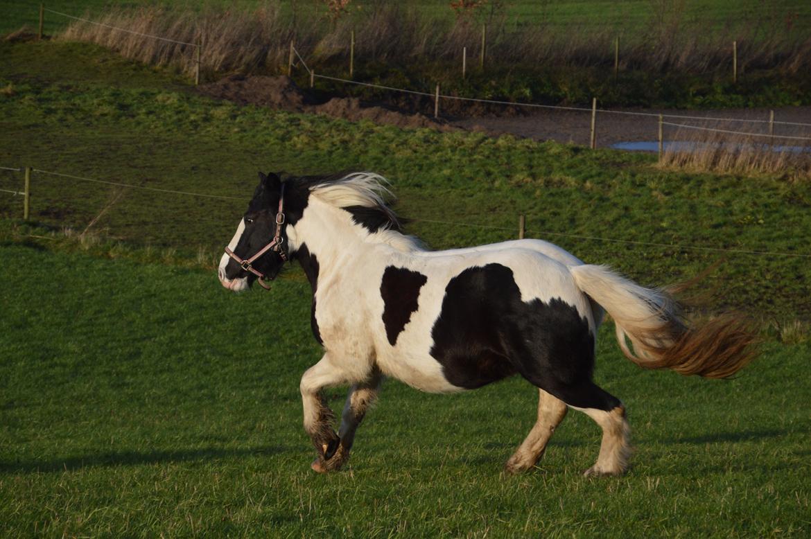 Tinker Egely's Nala - 6 mrd henne, maven er ved at tage form billede 15