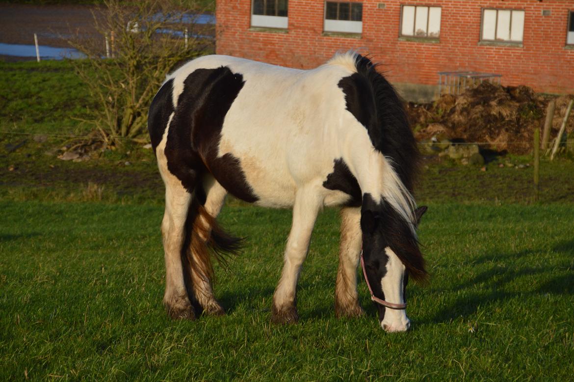 Tinker Egely's Nala billede 14