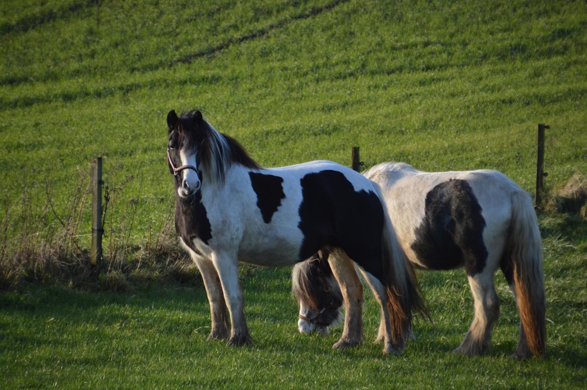 Tinker Egely's Nala billede 16