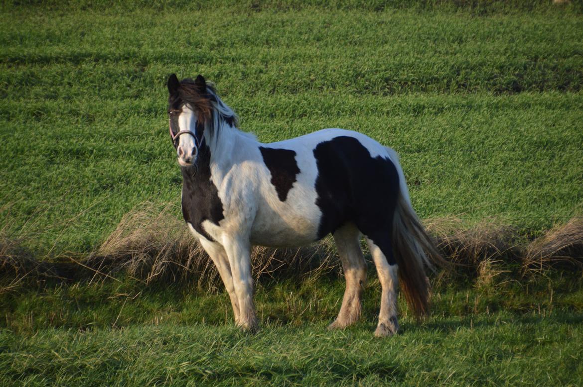 Tinker Egely's Nala billede 18