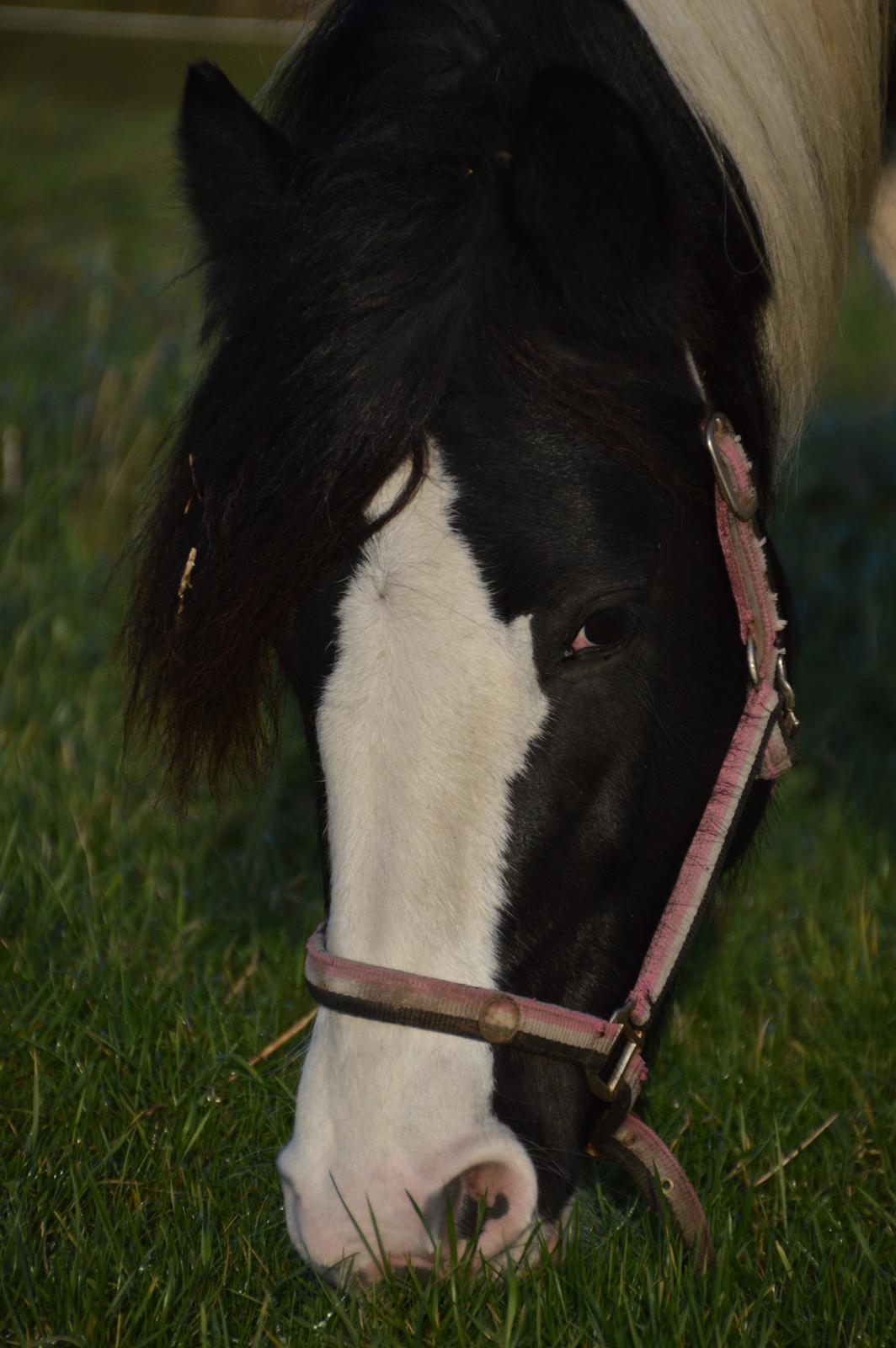 Tinker Egely's Nala billede 19