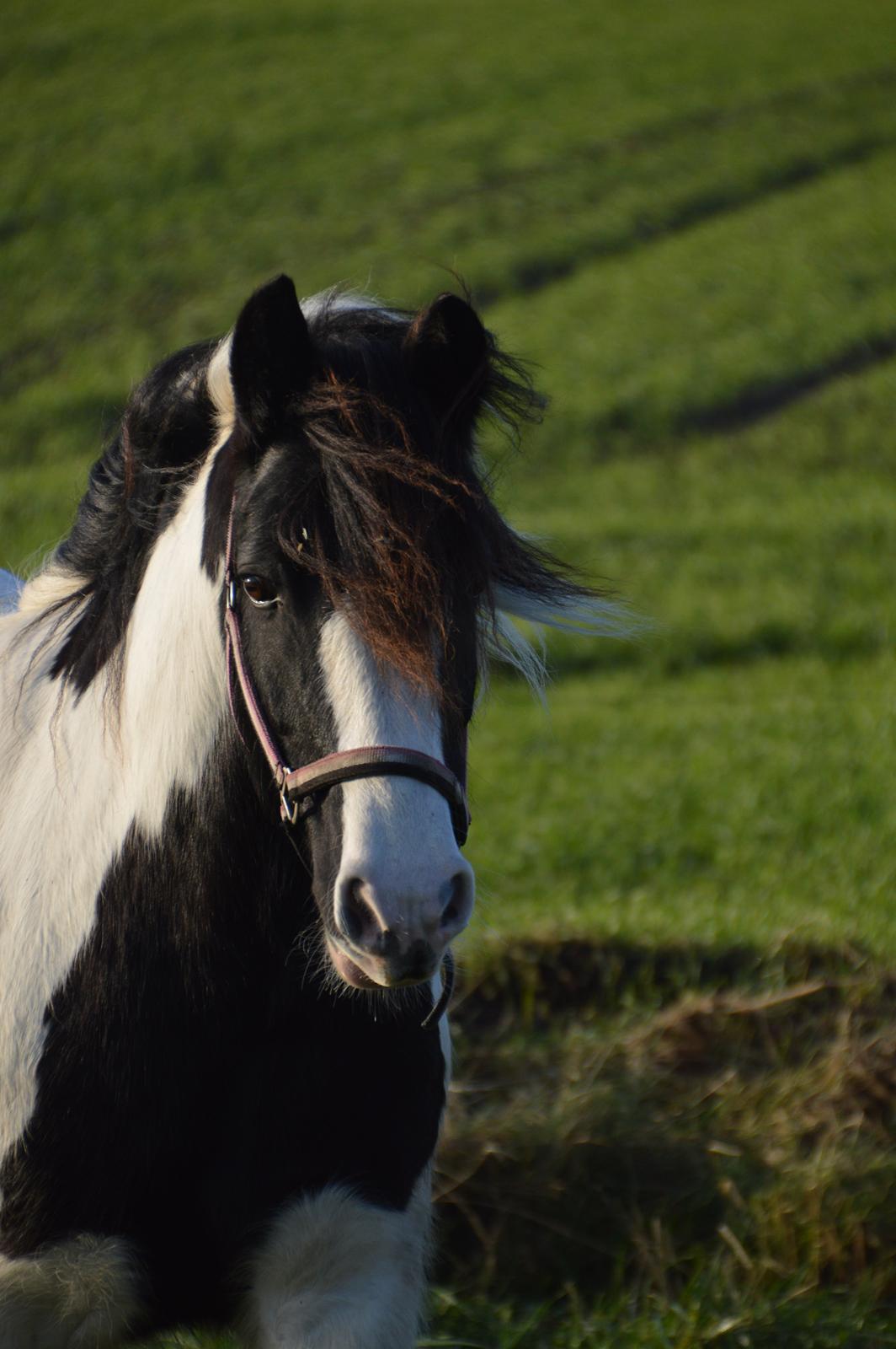 Tinker Egely's Nala billede 1