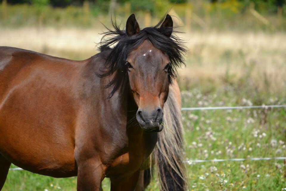 New Forest Mister twostar (tidl. Part) billede 16