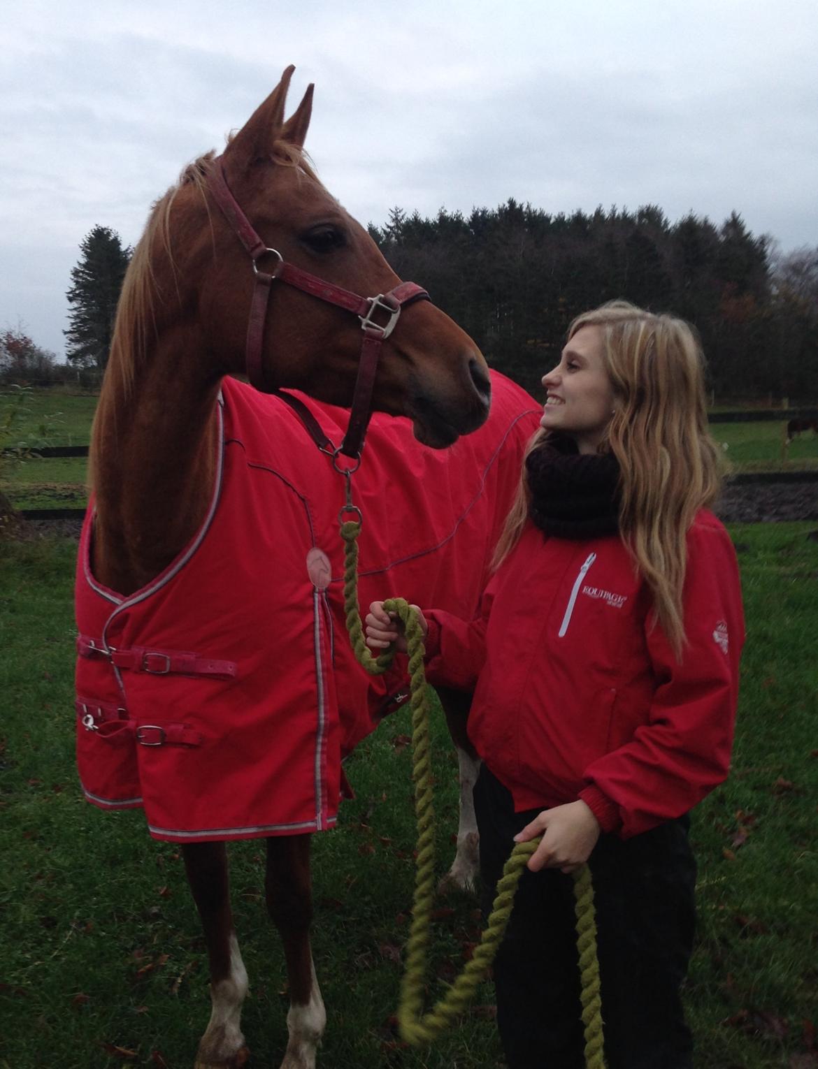 Arabisk fuldblod (OX) Mihrabs Beauty - Efter 2 uger i tilridning billede 5