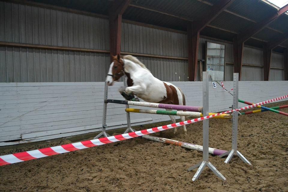 Anden særlig race Eldorado - *Dårlig kvalitet* Løsspring d. 2. Nov. 105 cm billede 4