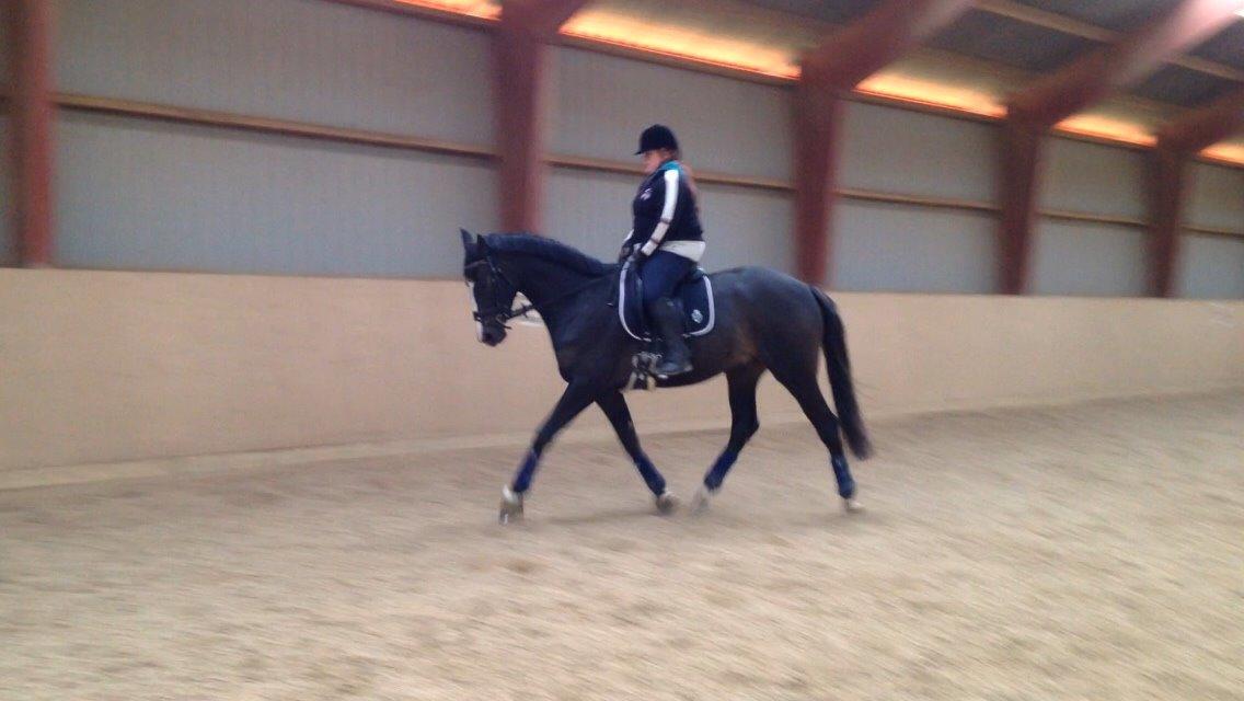 Trakehner Helmuth von hestebjerggaard - Helmuth er begyndt at gå til ridning. billede 4