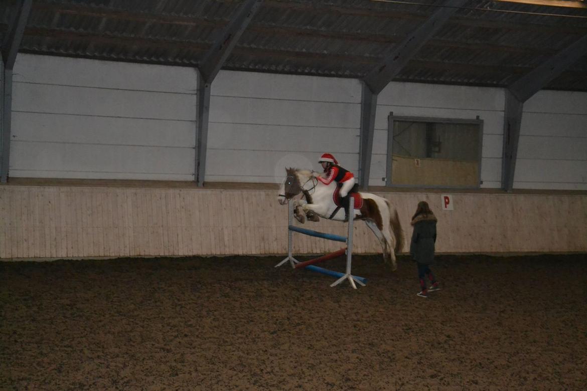 Anden særlig race Eldorado - Juleshow d. 30. Nov. - Højdespring 90 cm. billede 6