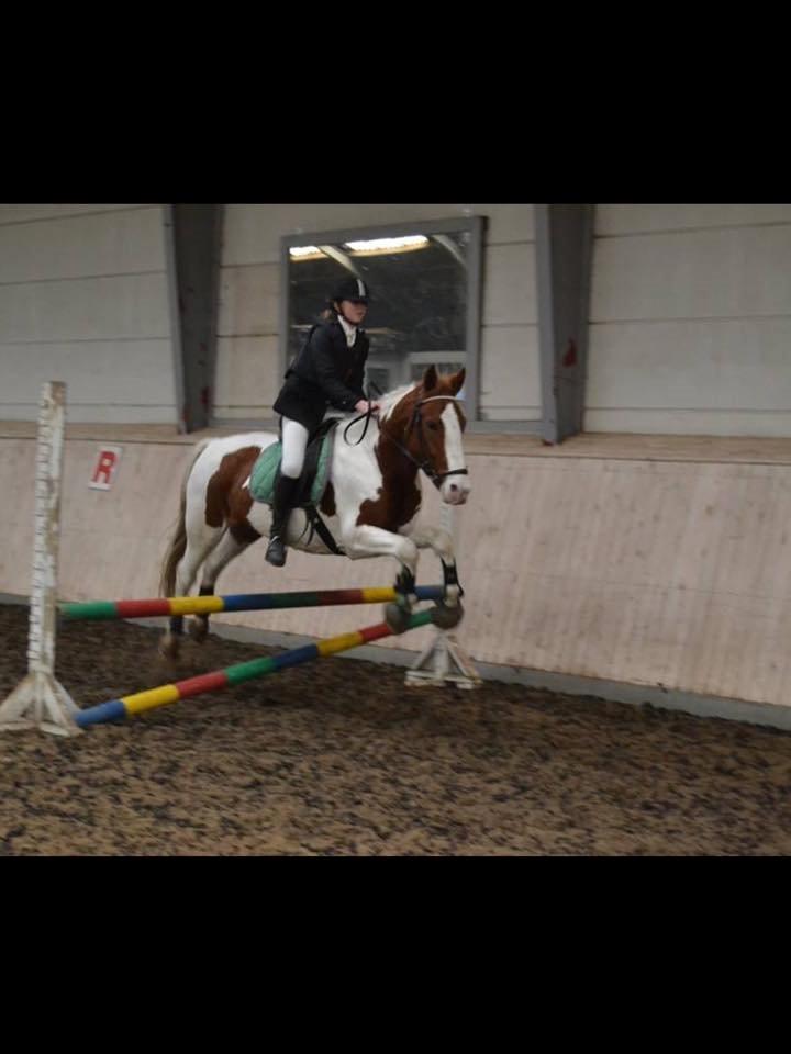 Anden særlig race Eldorado - Stævne d. 25 Okt. 70 cm etode B0 billede 7