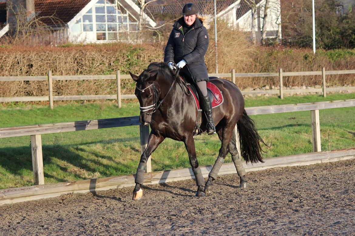 Tysk Oldenburger Love Affair Nexen "Hottie" billede 12