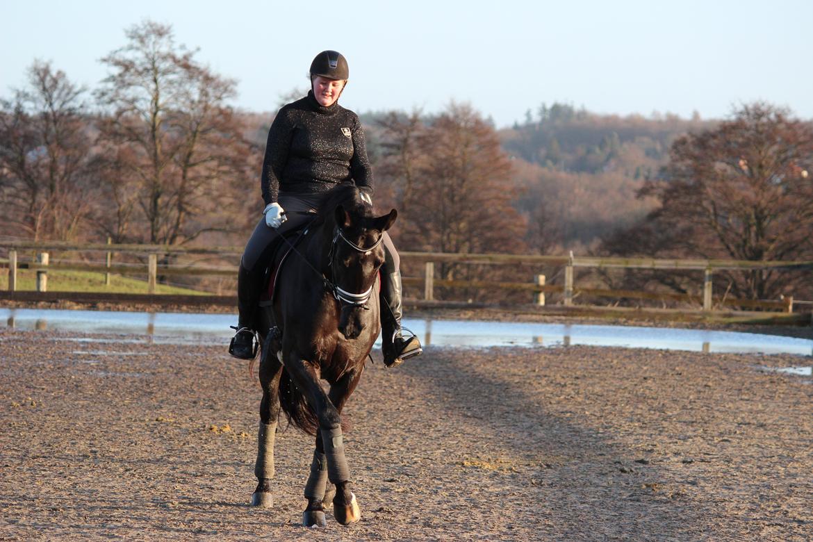 Tysk Oldenburger Love Affair Nexen "Hottie" billede 18