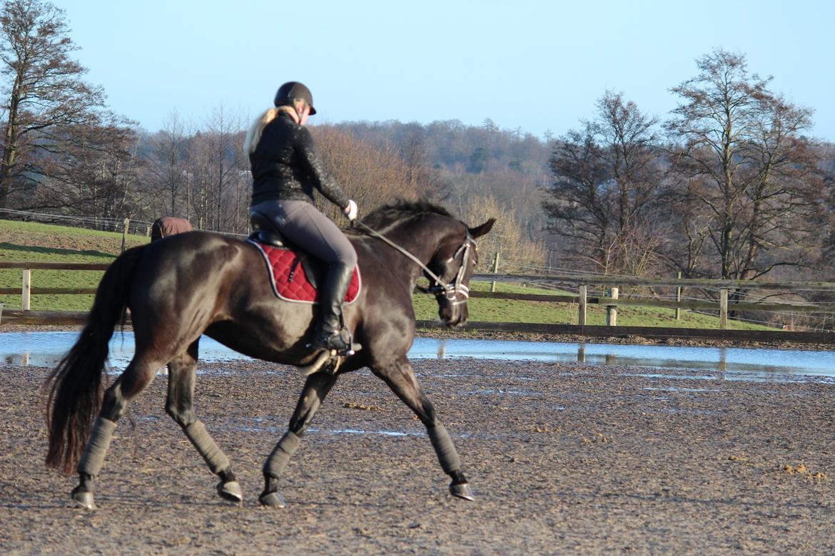 Tysk Oldenburger Love Affair Nexen "Hottie" billede 15