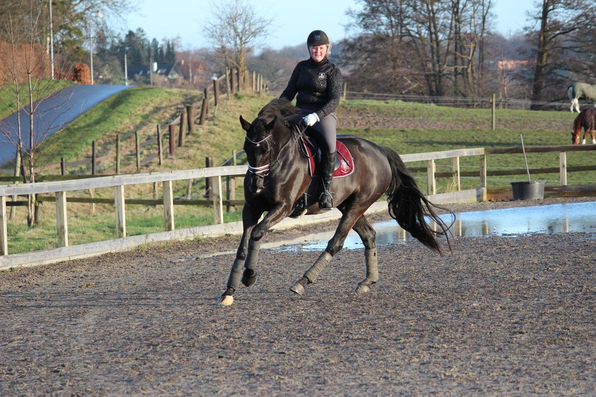 Tysk Oldenburger Love Affair Nexen "Hottie" billede 9