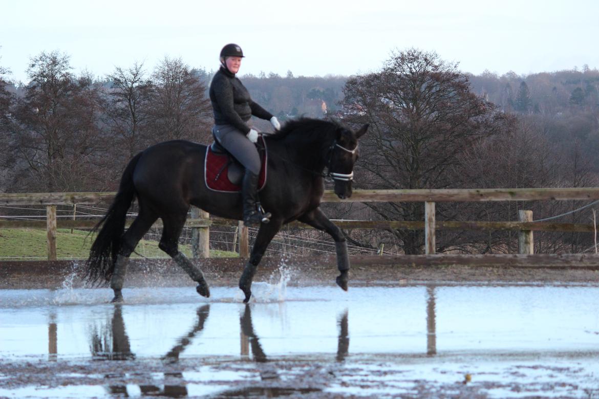 Tysk Oldenburger Love Affair Nexen "Hottie" billede 20