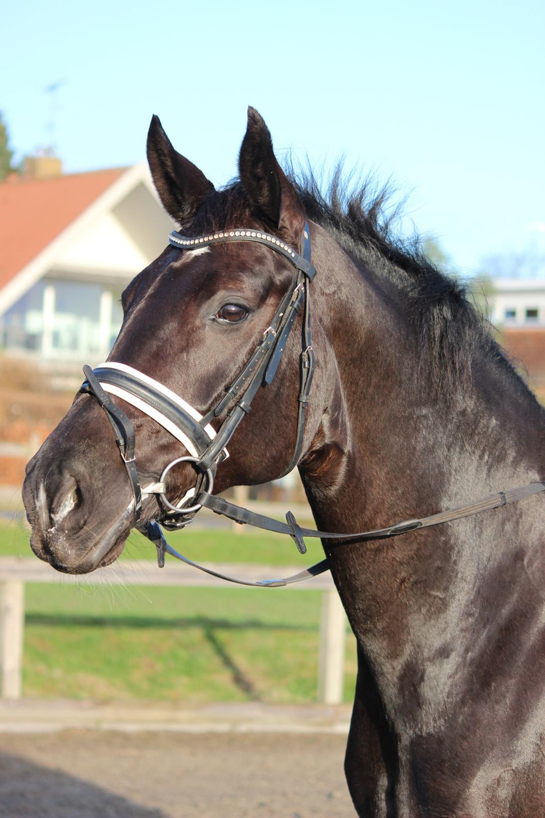 Tysk Oldenburger Love Affair Nexen "Hottie" billede 13