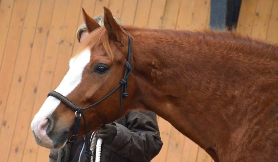 Welsh Partbred (Sec F) Indrino billede 17