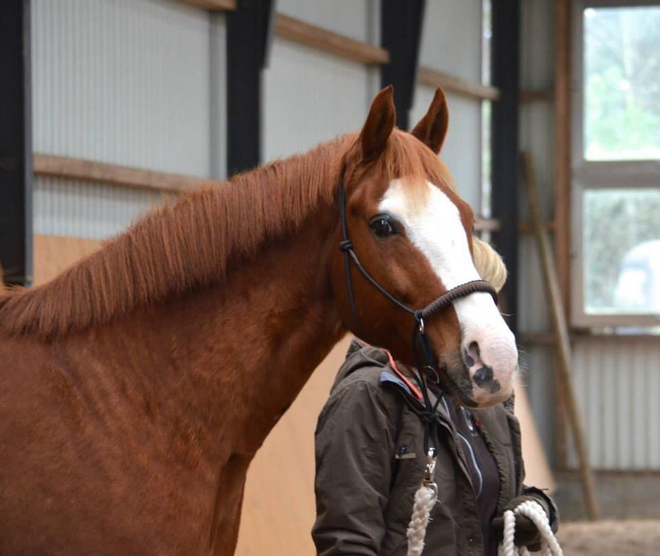 Welsh Partbred (Sec F) Indrino billede 18