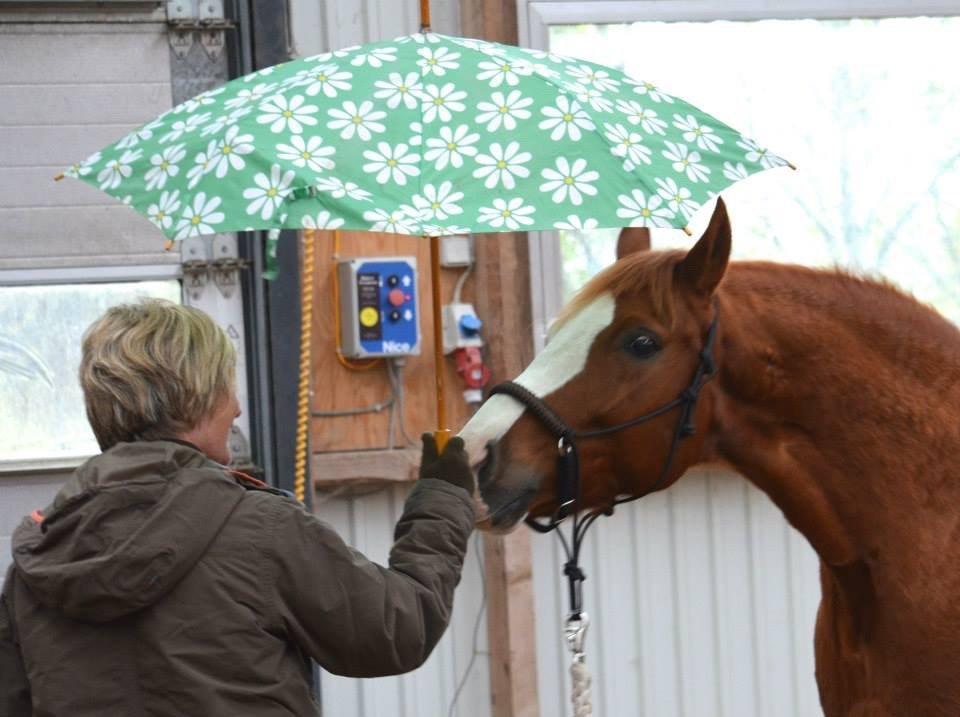 Welsh Partbred (Sec F) Indrino billede 19