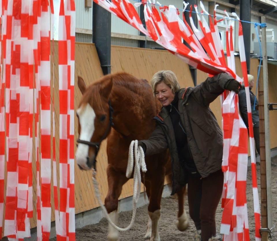 Welsh Partbred (Sec F) Indrino billede 20