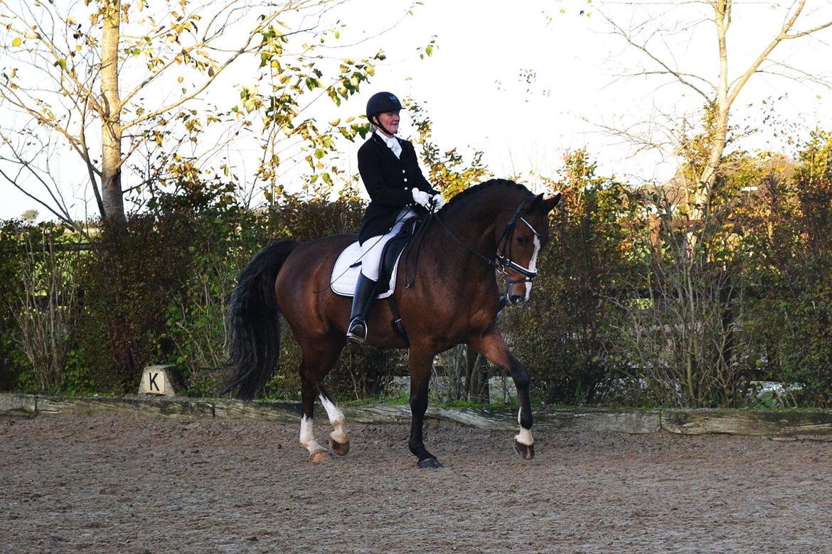 Dansk Varmblod Amour´s Don Cacier billede 3