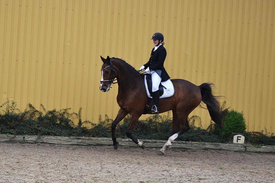 Dansk Varmblod Amour´s Don Cacier billede 2