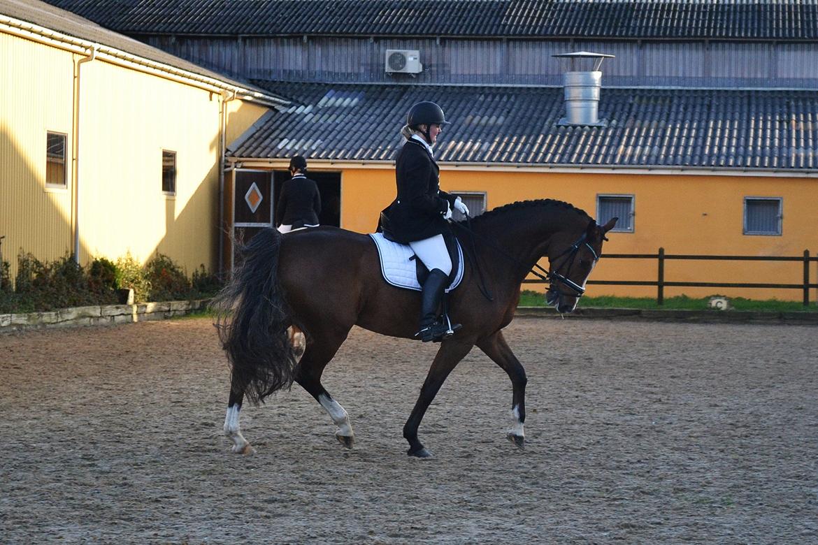 Dansk Varmblod Amour´s Don Cacier billede 7