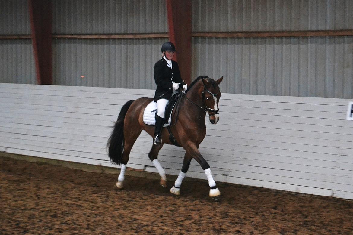 Dansk Varmblod Amour´s Don Cacier billede 1