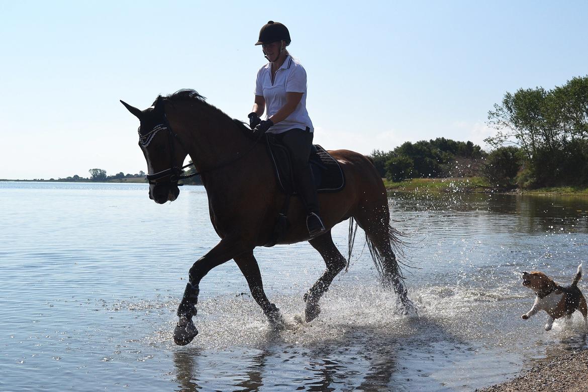 Dansk Varmblod Amour´s Don Cacier billede 35