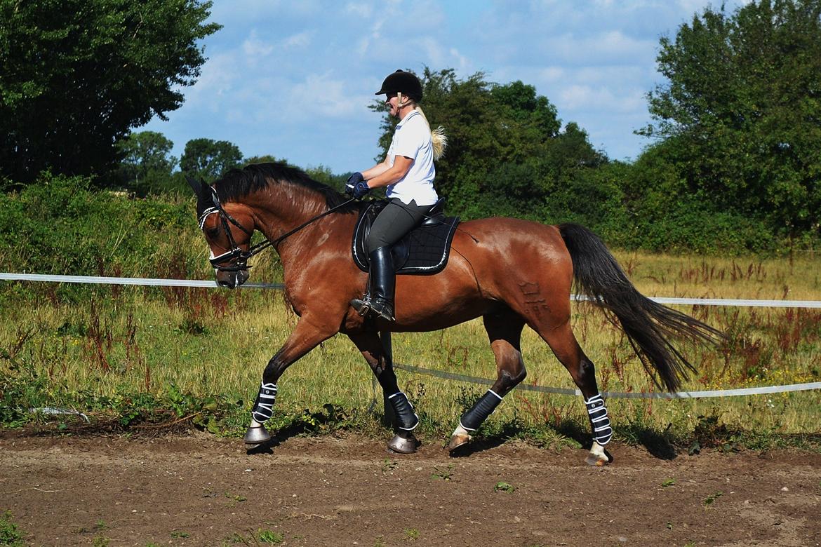 Dansk Varmblod Amour´s Don Cacier billede 6