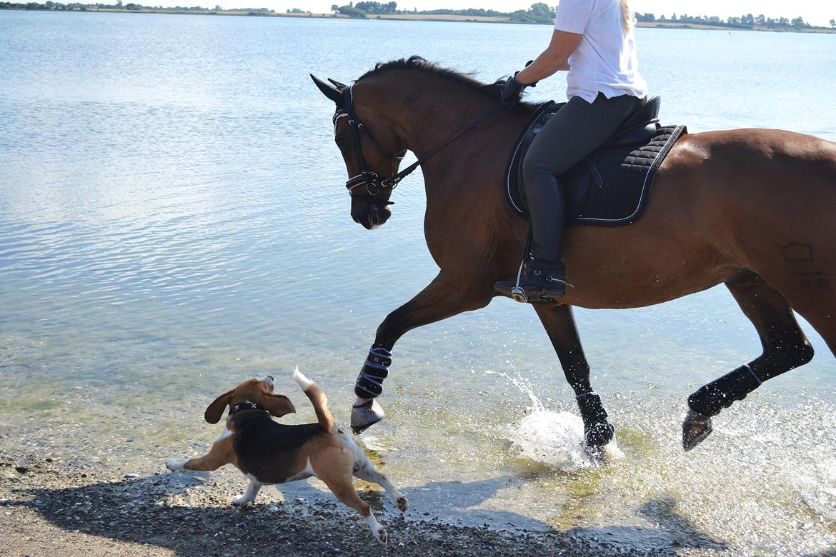 Dansk Varmblod Amour´s Don Cacier billede 5