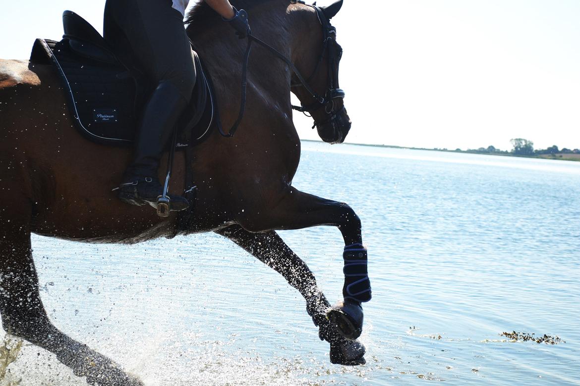 Dansk Varmblod Amour´s Don Cacier billede 50