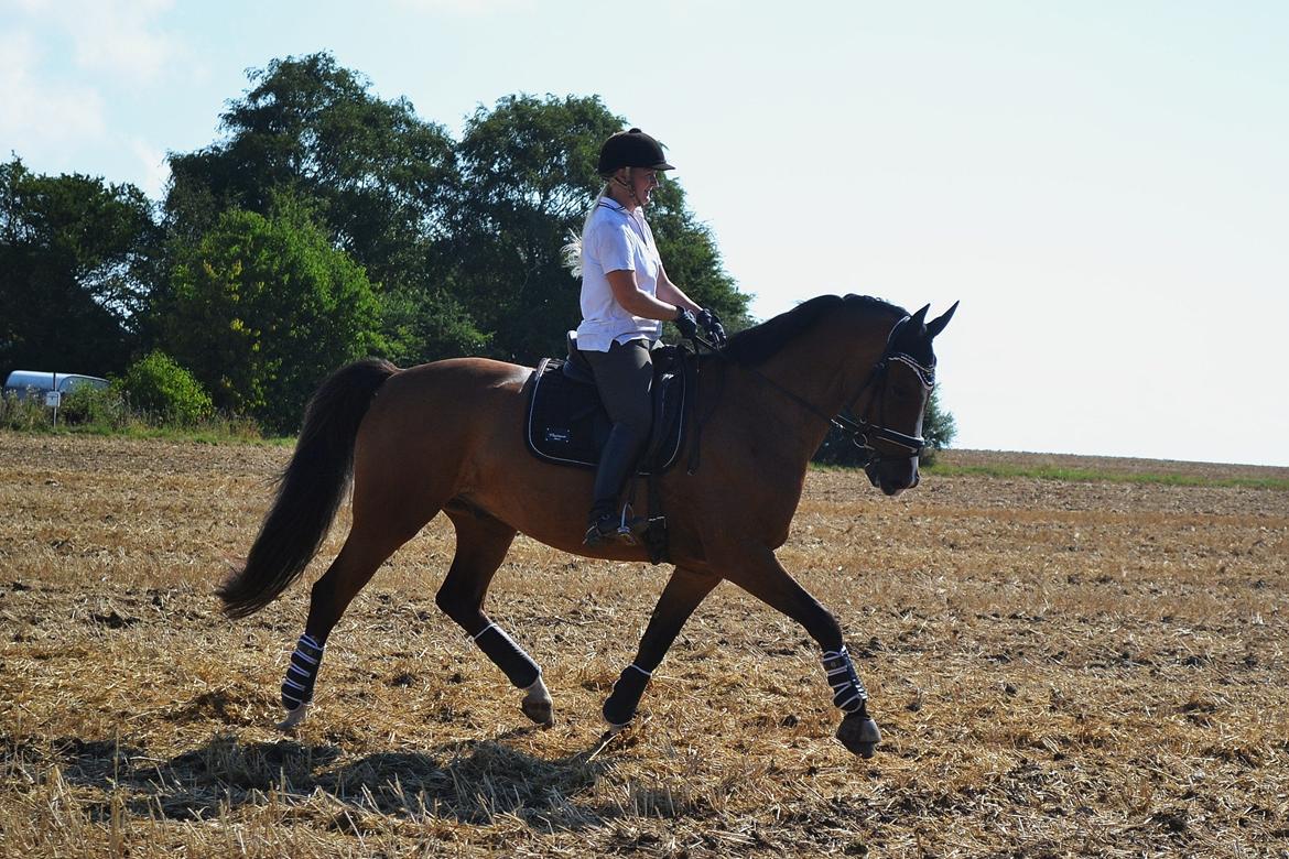 Dansk Varmblod Amour´s Don Cacier billede 42