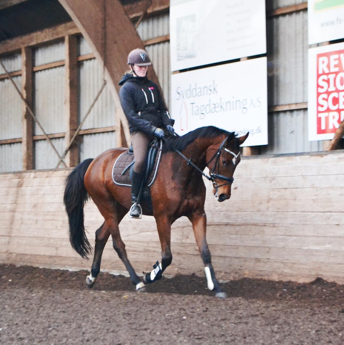 Anden særlig race Lippaschu billede 1