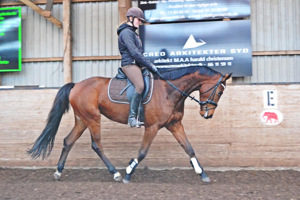 Anden særlig race Lippaschu billede 2