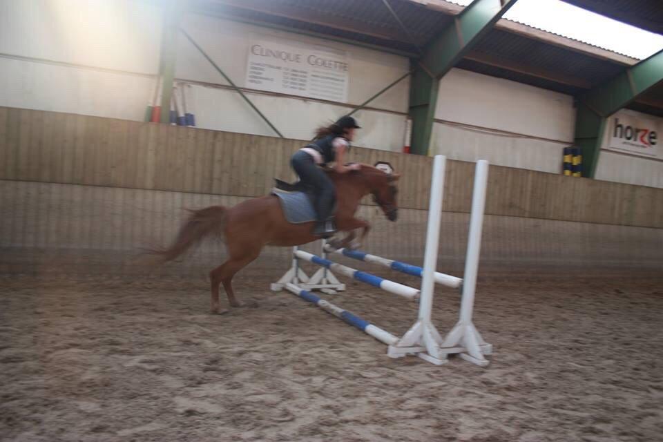 Anden særlig race Isadora billede 1