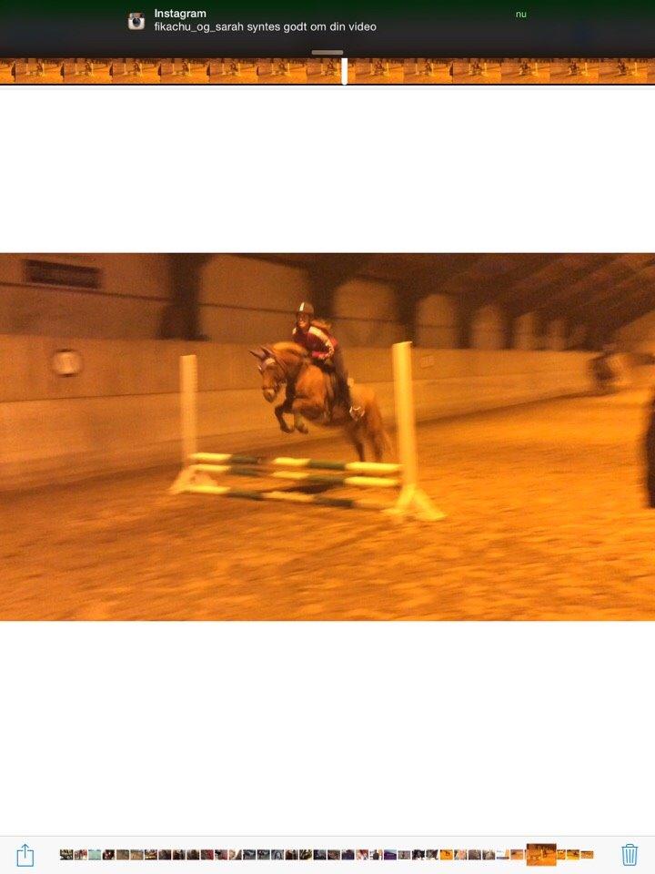 Anden særlig race Isadora billede 3